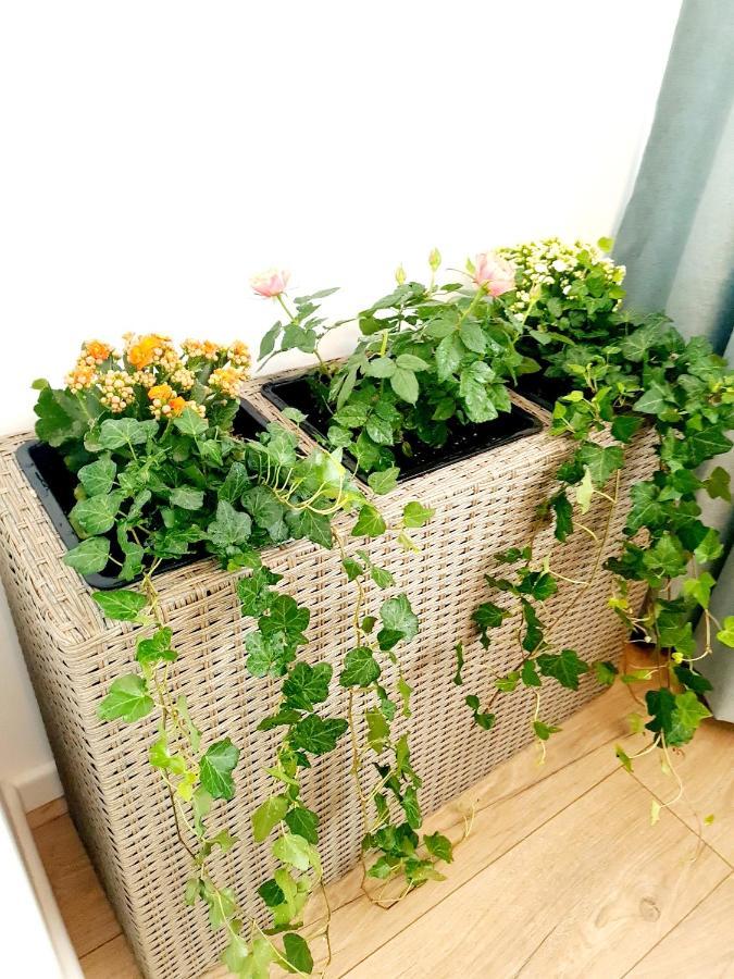 Eden Apartment 克卢日-纳波卡 外观 照片